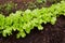 Green lettuce sprout in the ground. Organic vegetable garden