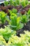 Green lettuce in the vegetable plot