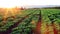 Green Letucce field with farmer in the the sun rays