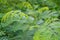 Green leucaena glauca plant in nature garden