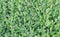 Green Leucophyllum Frutescens Plants on Ground