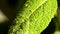 Green lice on a sage leaf