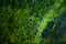 Green lichen background