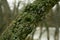 Green lichen on the bark of a tree.