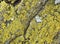 Green lichen on birch bark.