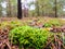 Green lichen growth in the forest