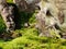 Green lichen Landscape bottum of cactus.