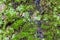 Green lichen and moss on old trunk of birch tree