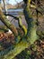 Green lichen on an old tree. Tree trunk with lichen