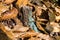 Green lichens on a trunk in a chestnut wood