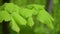 Green light leaves natural background lime tree