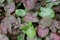 Green and light purple color leaves of Syngonium Neon Robusta,also known as Arrowhead Vine plant