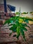 A green lighted flower with leaves stunning in a sunny summer background