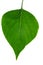 Green lilac leaf