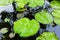 Green lilly pad on pond