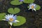 Green Lilly Pads on Pond with Blue Lotus Flowers