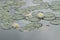 Green lilly pads with two white flowers with yelloy centers on d