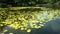 Green lily pads covering still water of pond