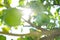 Green lime hanging on a branch in the sun rays. Lime tree in the garden. Citrus. Closeup