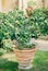 Green lime tree with fruits in a clay tub in the garden