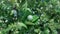 Green limes hanging on tree under the sunlight