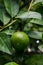 Green limes on a tree. Lime is a hybrid citrus fruit, which is typically round