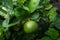 Green limes on a tree. Lime is a hybrid citrus fruit, which is typically round