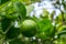 Green limes on a tree. Lime is a hybrid citrus fruit, which is typically round