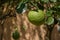 Green limes on a tree. Lime is a hybrid citrus fruit, which is typically round