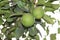 Green limes on a tree. Lime is a hybrid citrus fruit, which is typically round, about 3-6 centimeters in diameter and containing