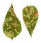 Green linden leafs random damaged with bacteria closeup isolated,