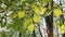 Green linden leaves, swaying in the wind and illuminated from behind by the sun, natural background