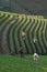 Green Line Pattern Plantation terracing