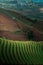 Green Line Pattern Plantation terracing