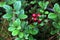 Green lingonberry bush with red berries in the forest