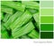 Green liquorice palette