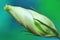 Green lisianthus flower bud