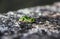 Green little frog close-up with golden eyes