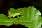Green little grasshopper relaxing