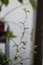 Green little leaves, potted sophora prostrata with blurred background