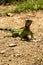 Green Little lizard running on land