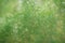 Green live natural leaves hedge sunlit daytime background texture pattern