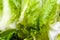 Green lively lettuce Turkish marul close up