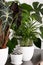 Green living indoor plants in a simple house. The concept of home floriculture