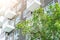 Green living public space plant tree outdoor of condominium cooling building