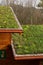 Green living roof on wooden building covered with vegetation