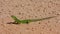 Green lizard