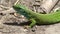 Green lizard