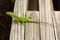 Green lizard