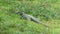 Green Lizard Anguilla Bank Ameiva on the Grass